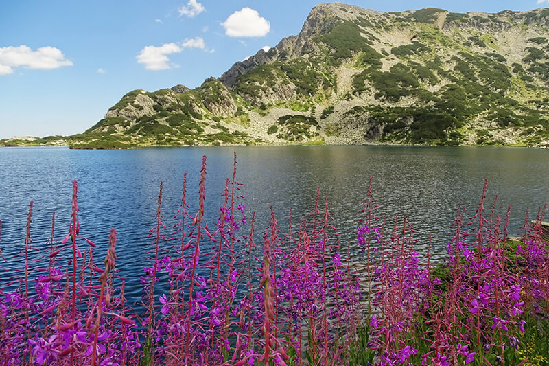 пирин планиниски водач